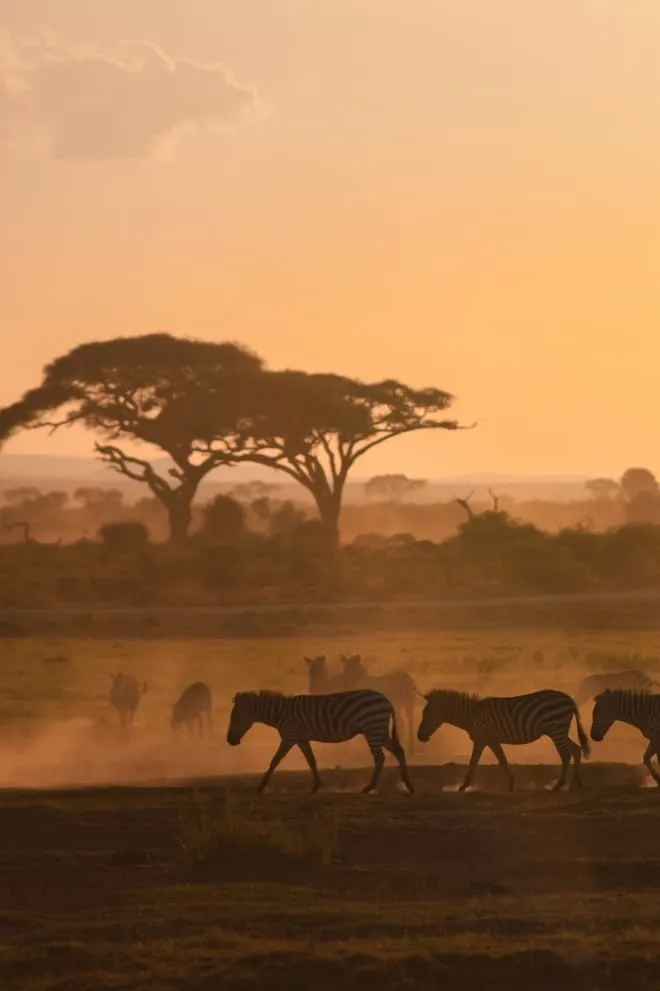 Zebras and acacia trees on the African savanna at sunset